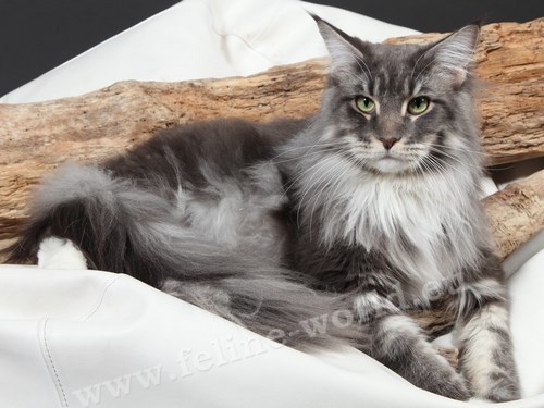 maine_coon_10 (Race)